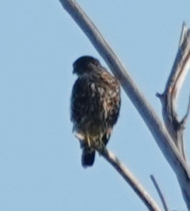 Merlin - ML641956031