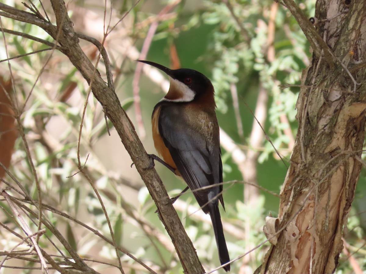 Eastern Spinebill - ML641956048