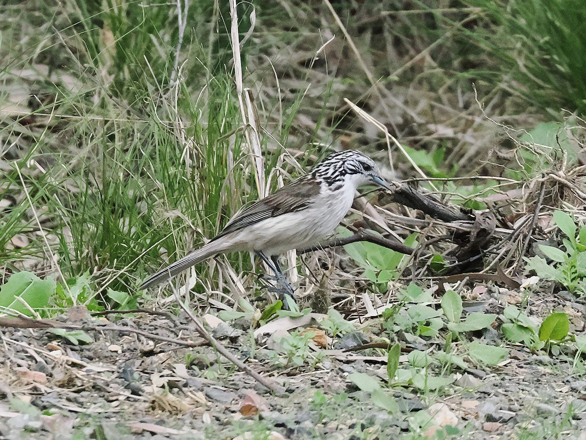 Striped Honeyeater - ML641956049