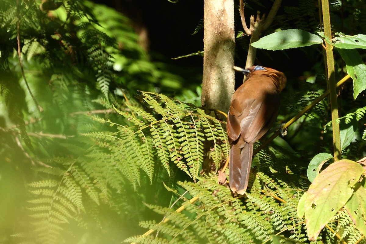 Rusty Laughingthrush - ML641956050