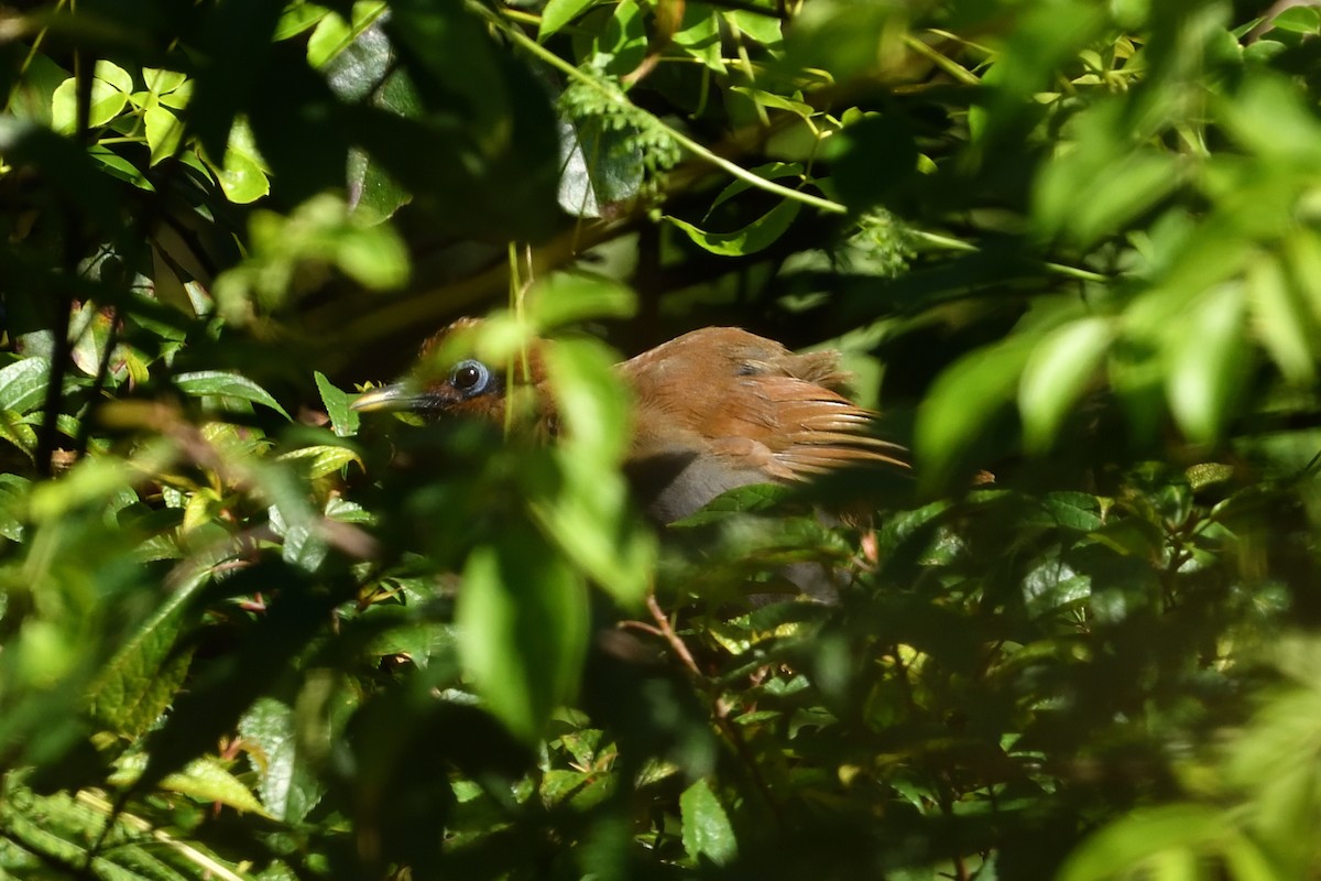 Rusty Laughingthrush - ML641956051