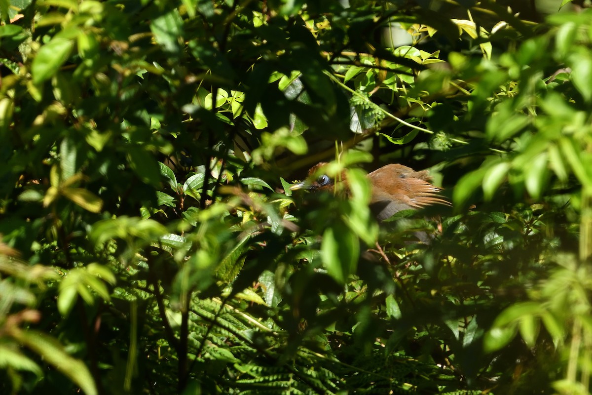 Rusty Laughingthrush - ML641956052