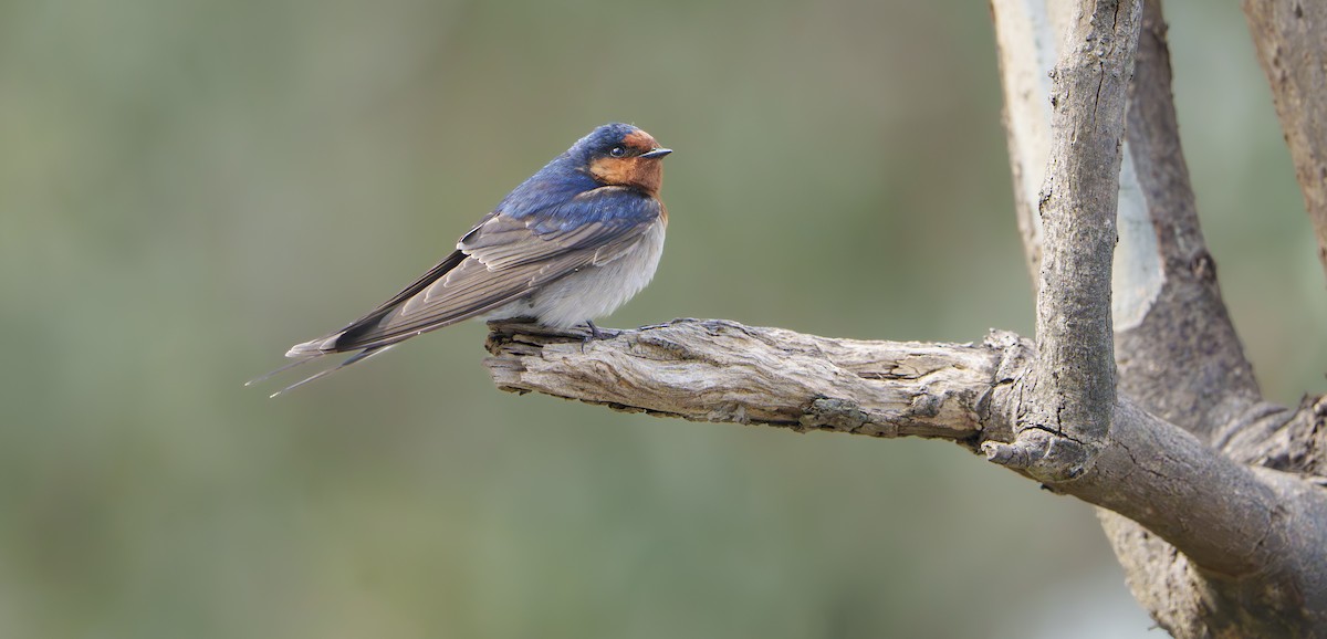 Welcome Swallow - ML641956056