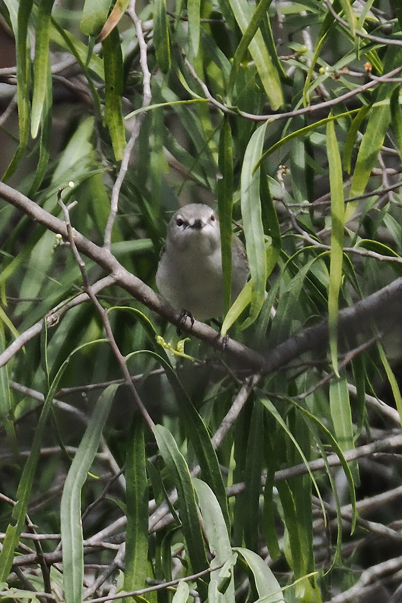 Western Gerygone - ML641956063