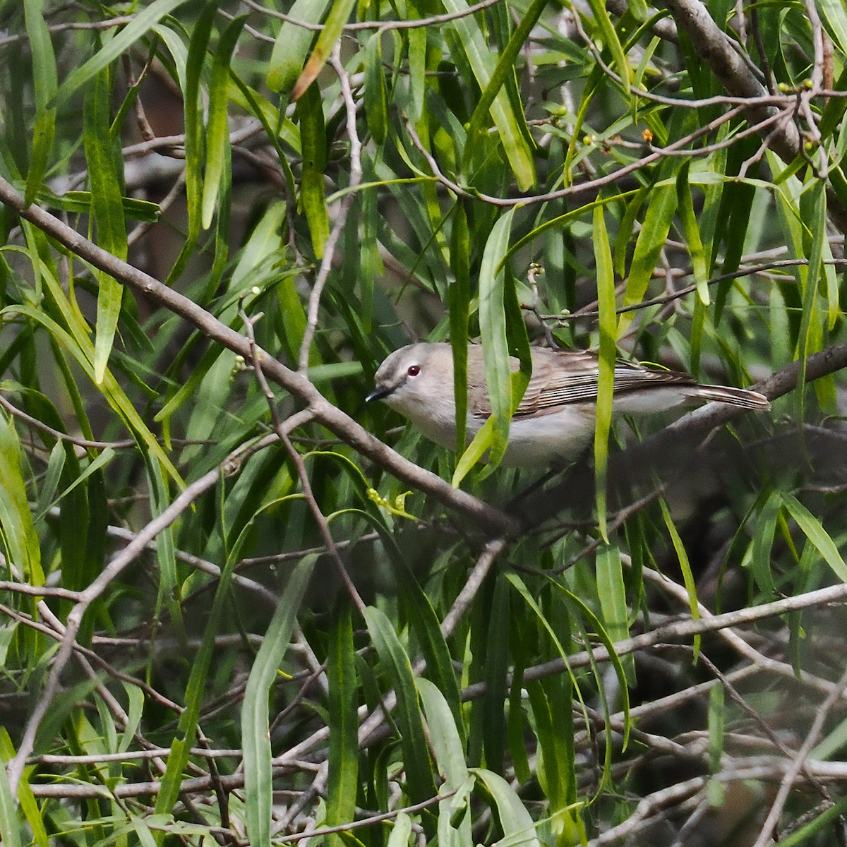 Western Gerygone - ML641956064