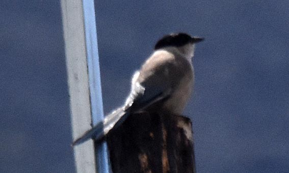 Azure-winged Magpie - ML641956066