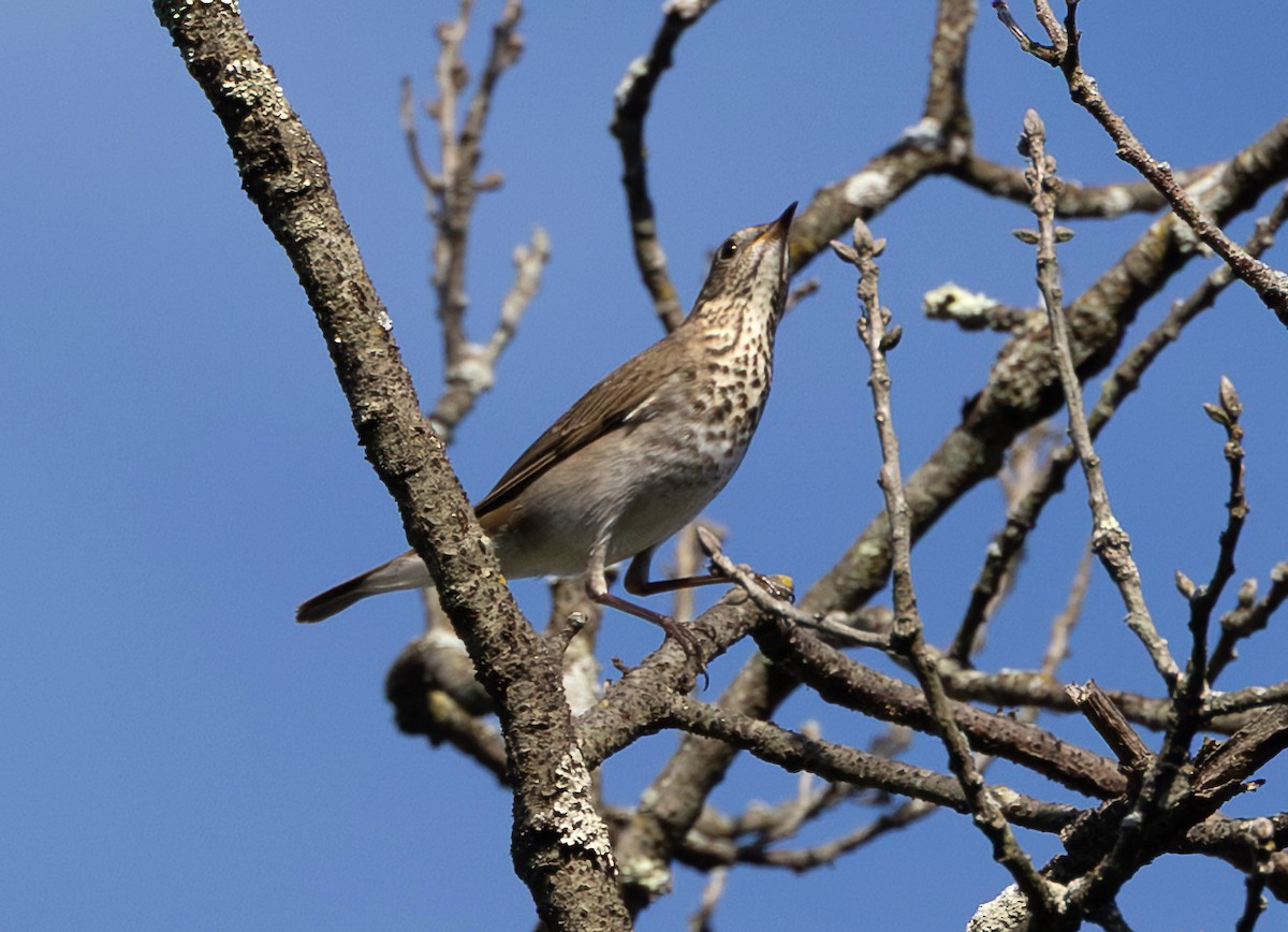 Gray-cheeked Thrush - ML641956079