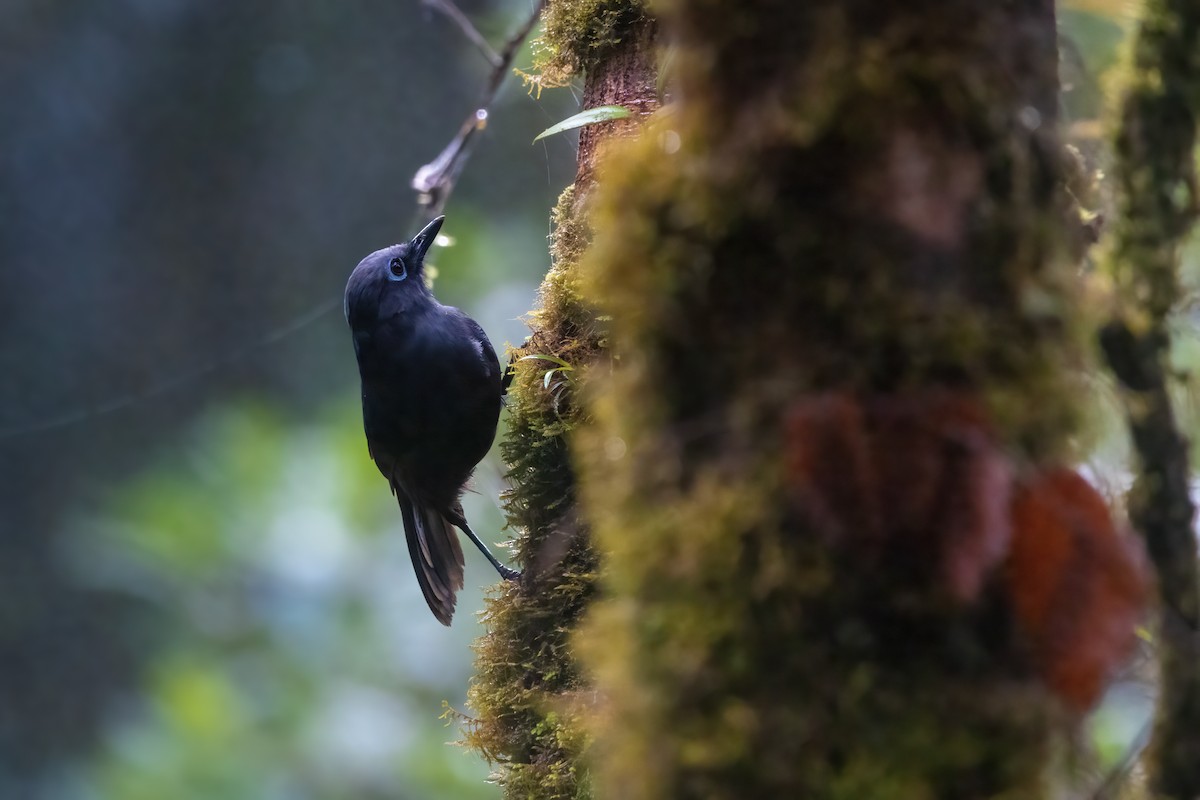 Sunda Laughingthrush - ML641956083