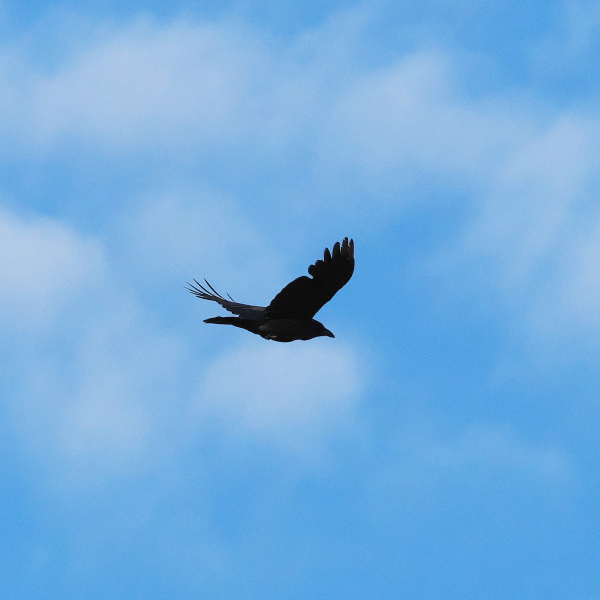 Australian Raven - ML641956099