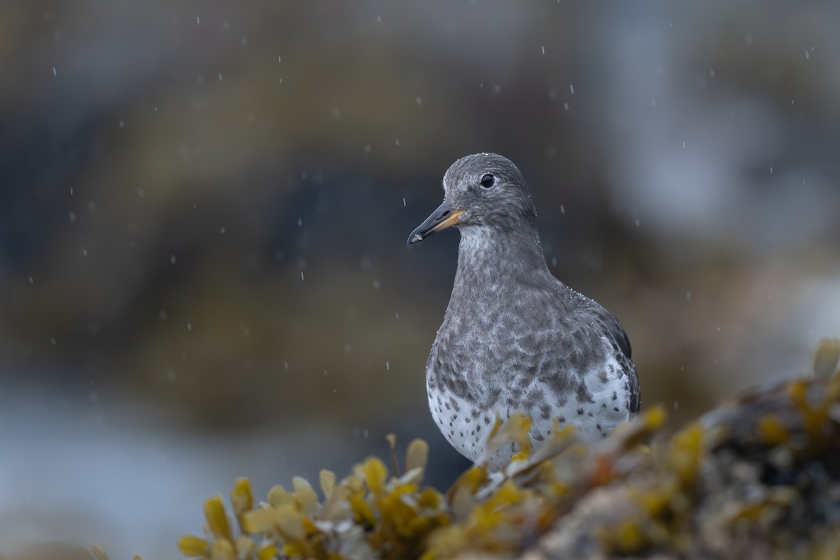 Surfbird - ML641956117