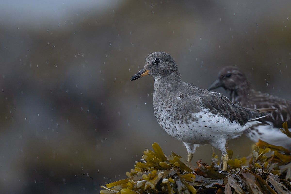 Surfbird - ML641956118