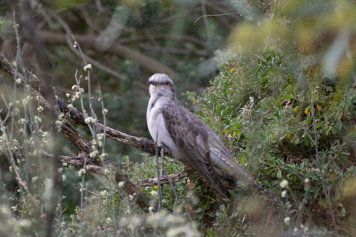 Pallid Cuckoo - ML641956127