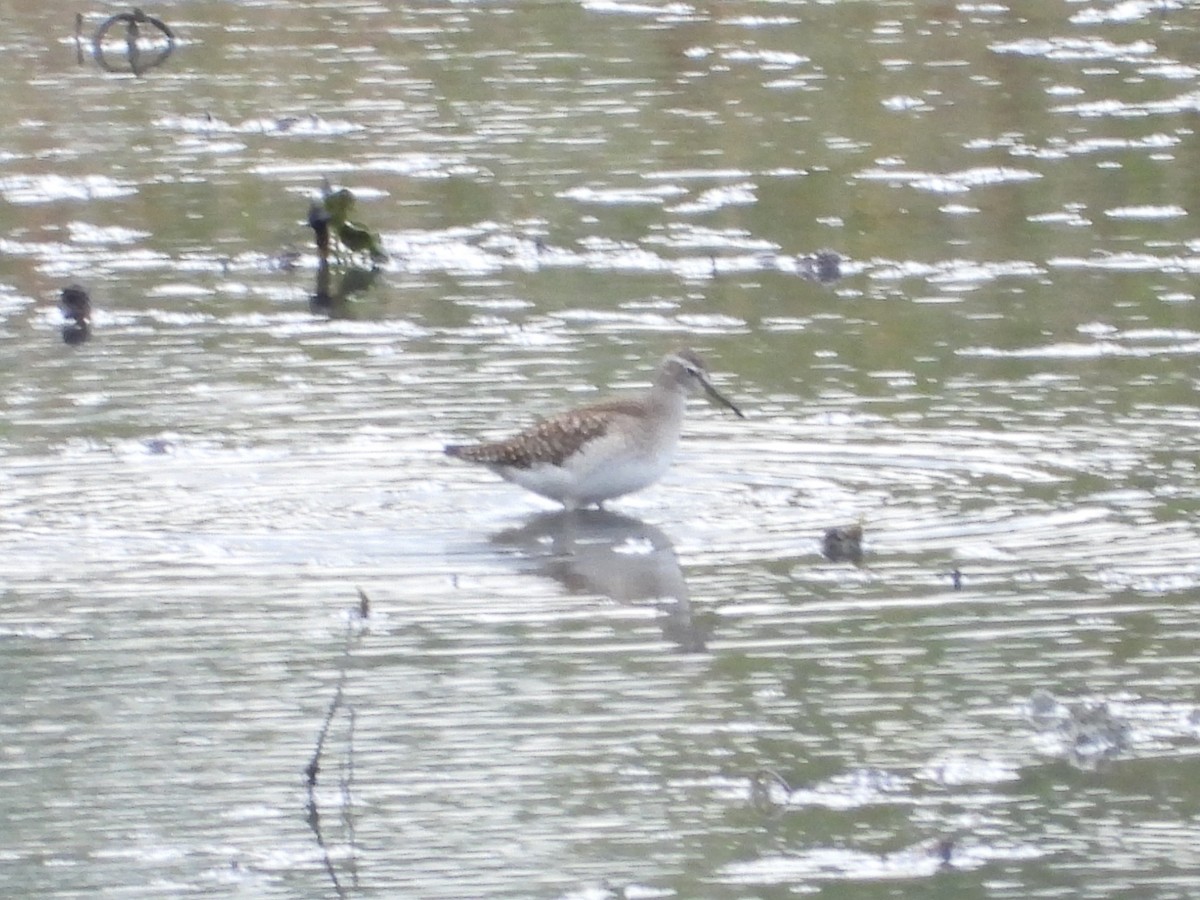 Bruchwasserläufer - ML641956138