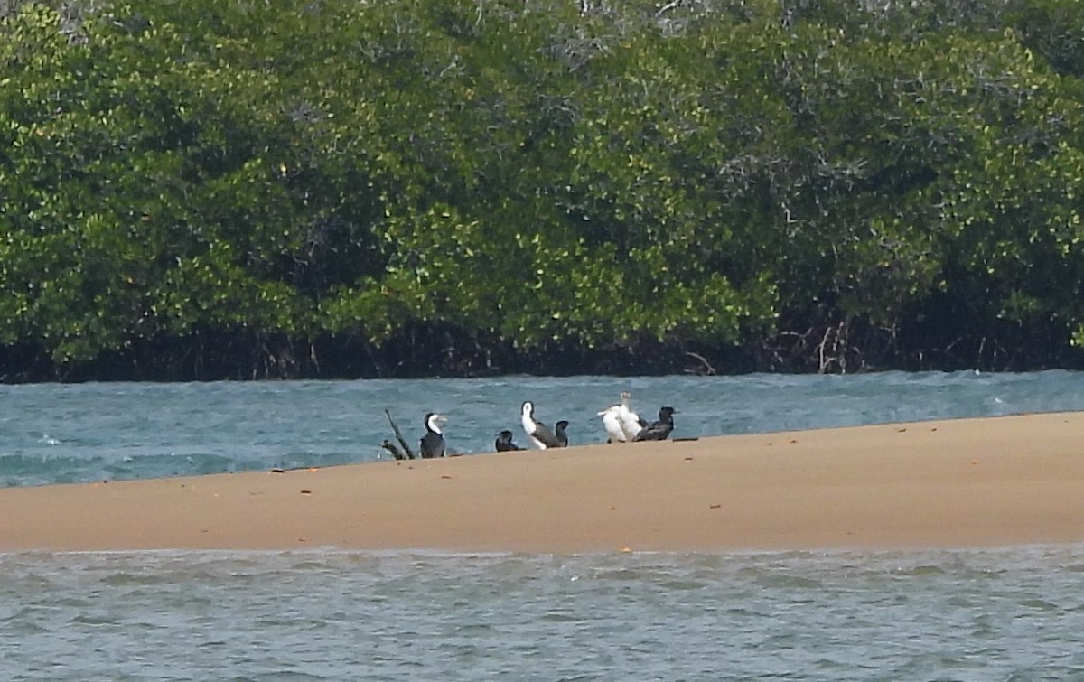 Pied Cormorant - ML641956148