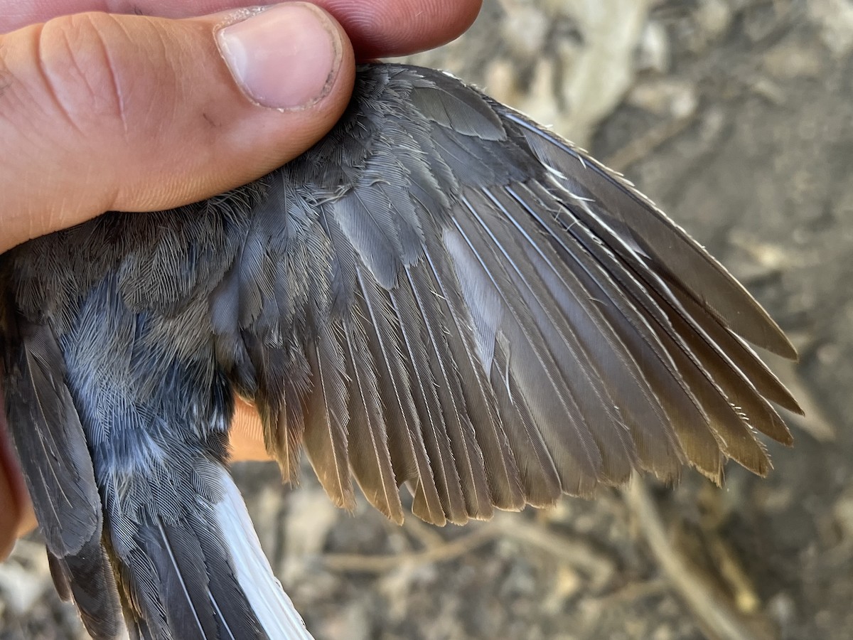 Dark-eyed Junco (Oregon) - ML641956166