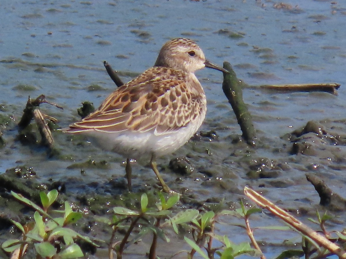 pygmésnipe - ML641956192