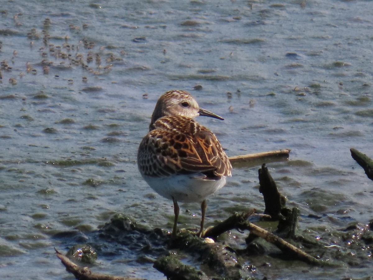 pygmésnipe - ML641956195