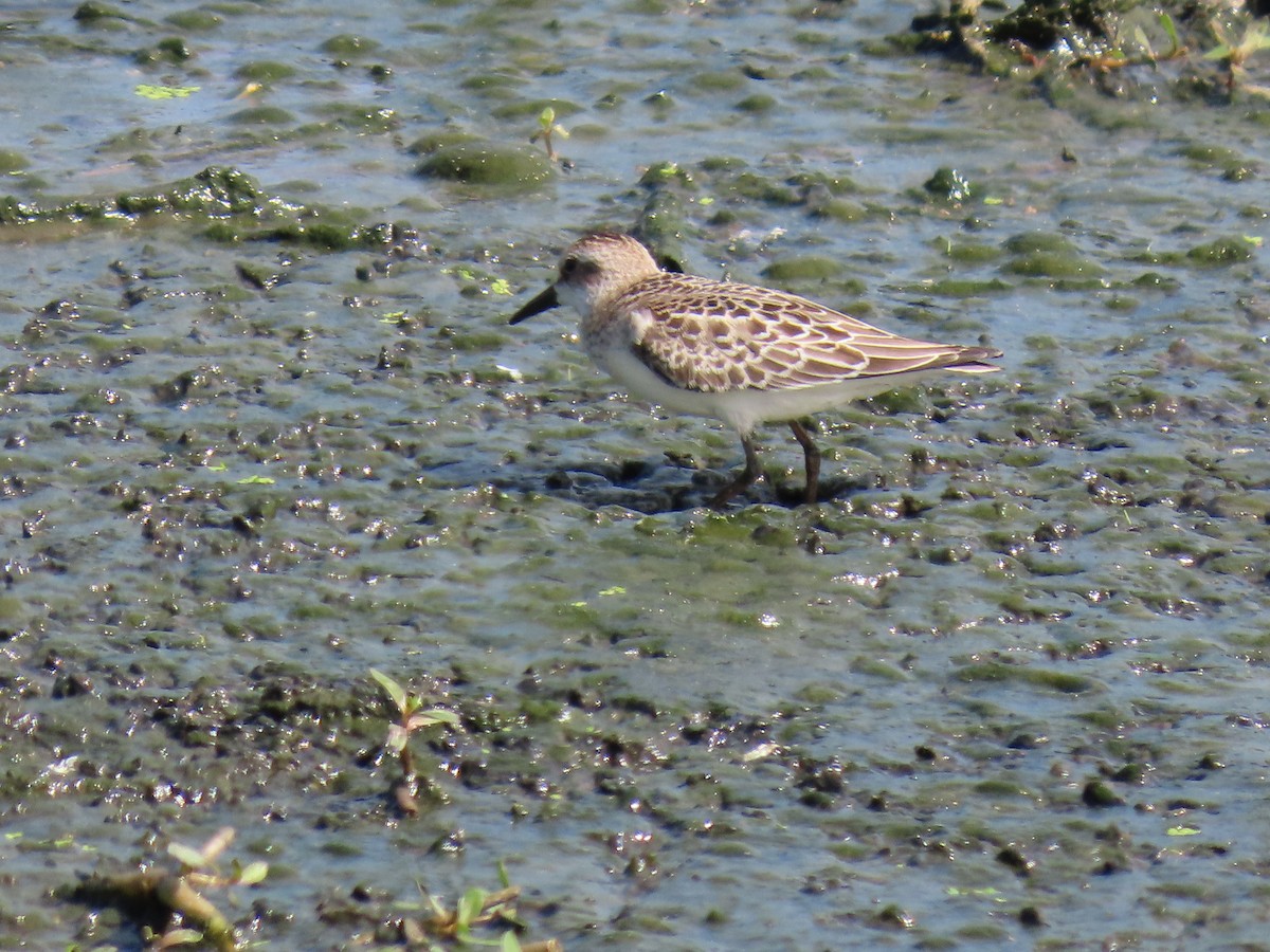sandsnipe - ML641956201