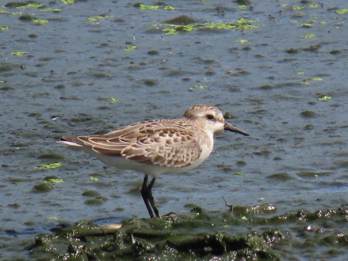 sandsnipe - ML641956209