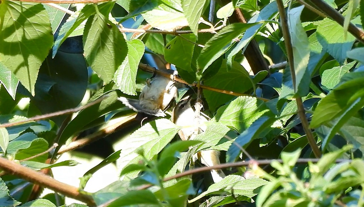 Brown Gerygone - ML641956233