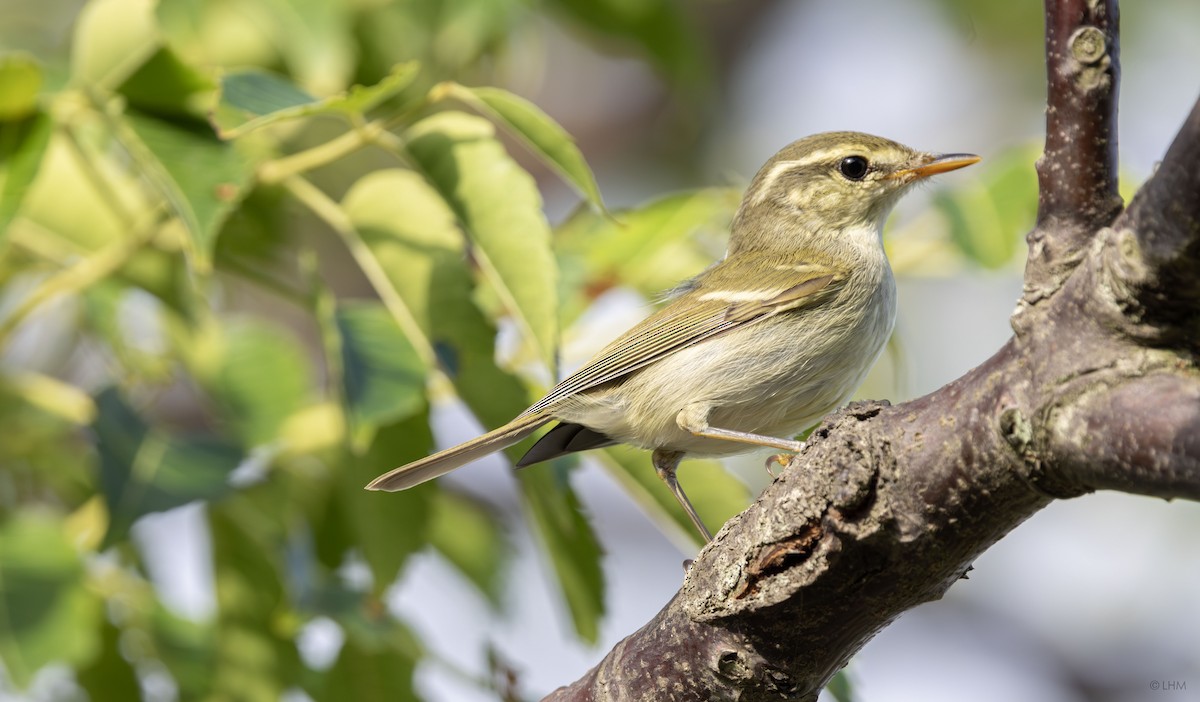 Mosquitero Patigrís - ML641956234