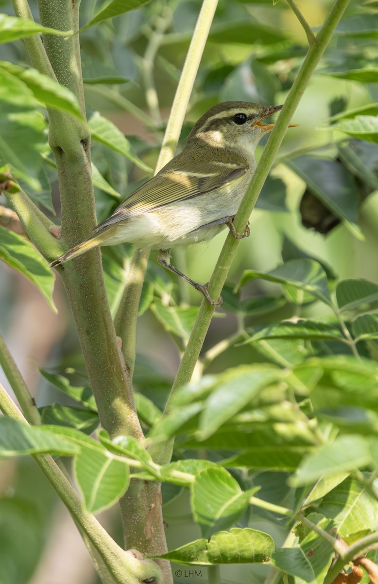 Mosquitero Patigrís - ML641956235
