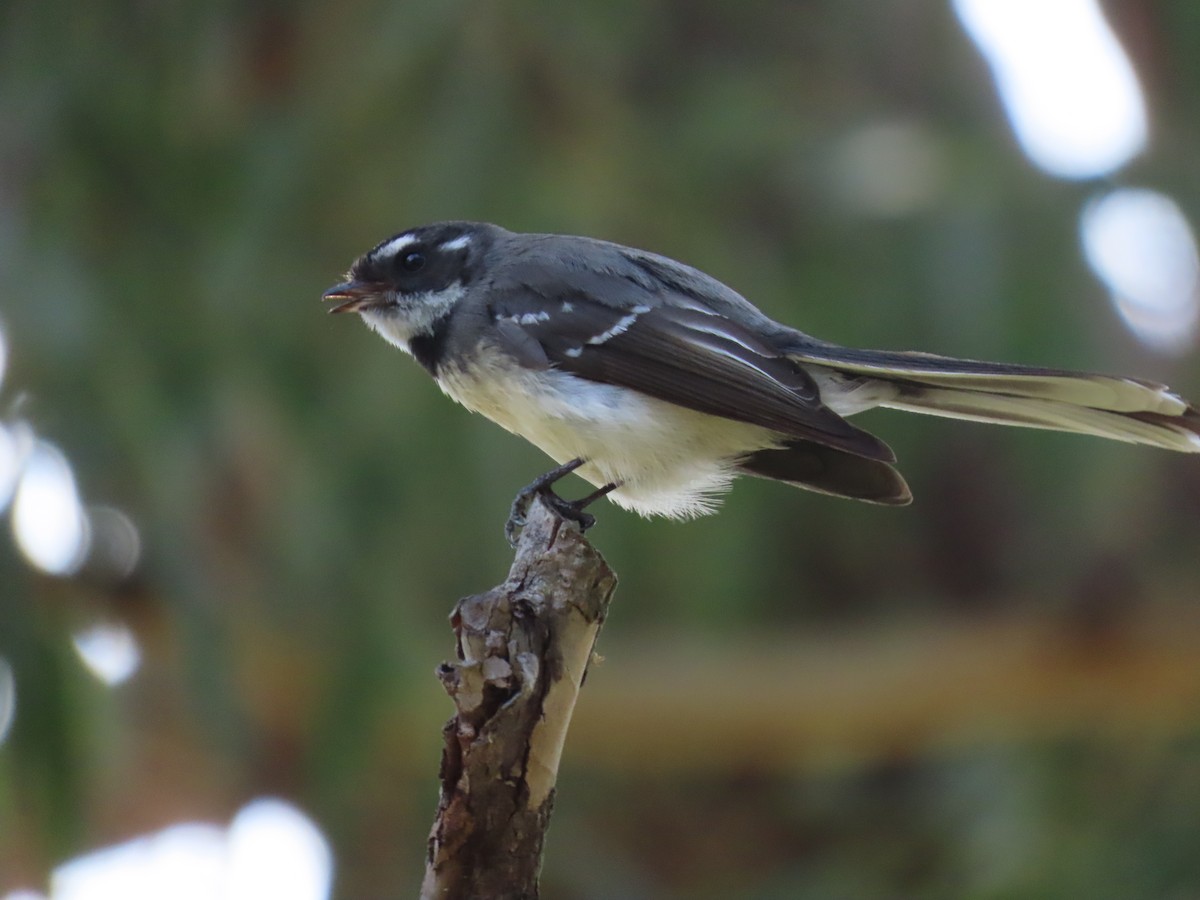 Gray Fantail - ML641956248