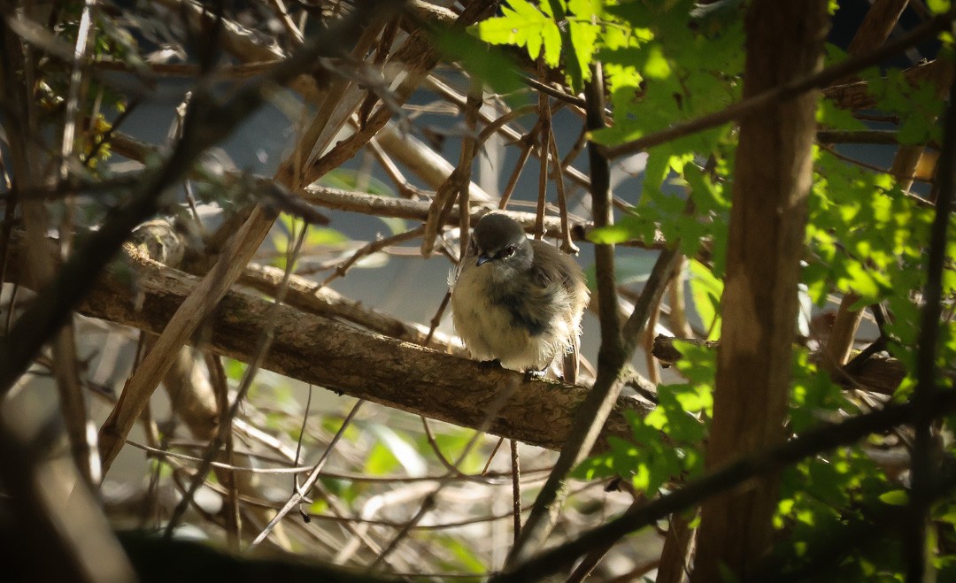 Brown Gerygone - ML641956250