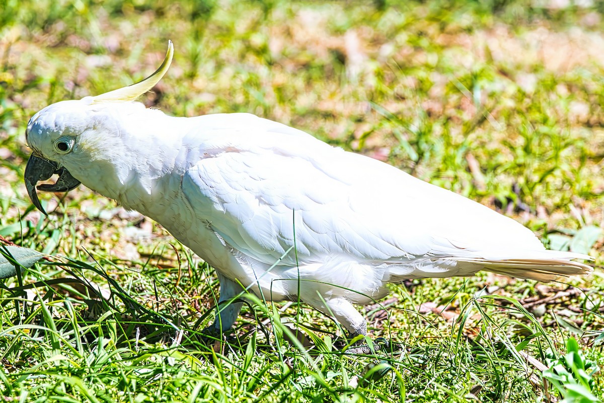 葵花鳳頭鸚鵡 - ML641956253