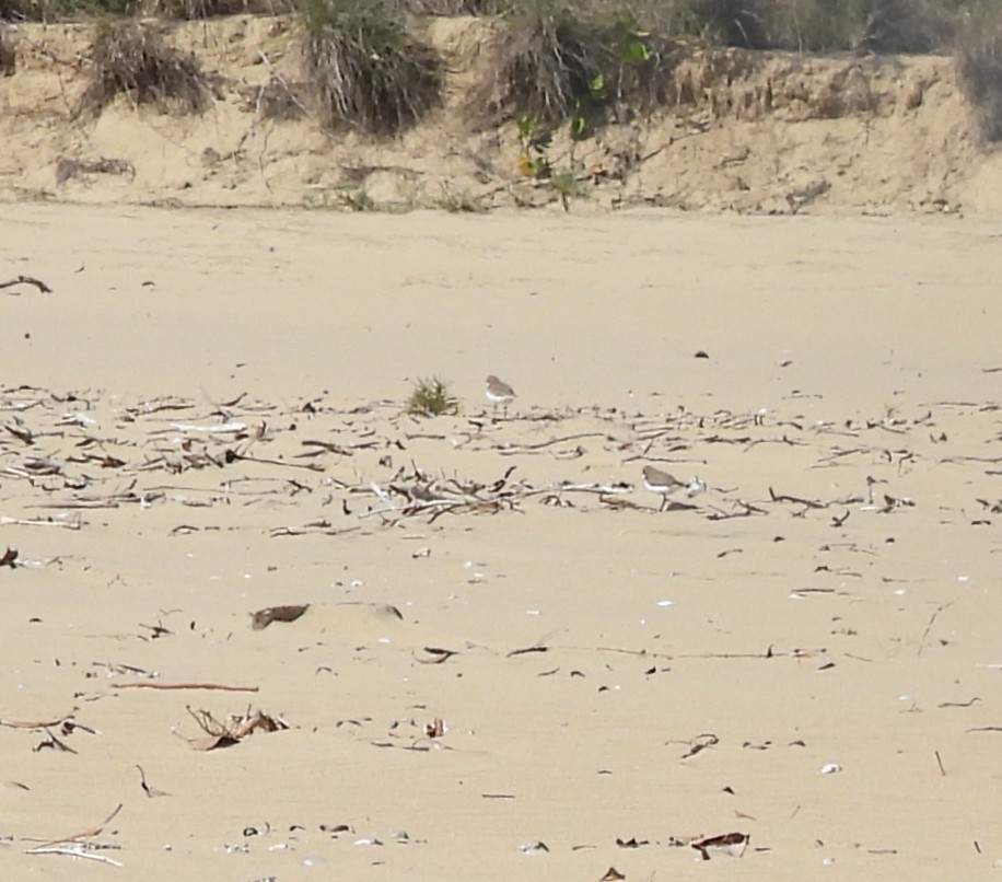 Red-capped Plover - ML641956254