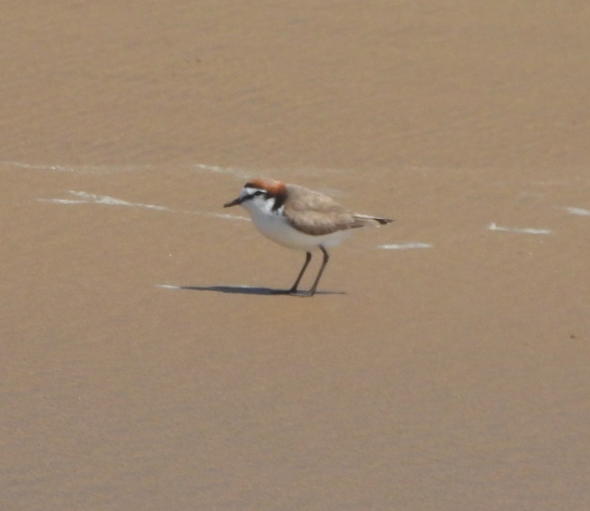 Red-capped Plover - ML641956255