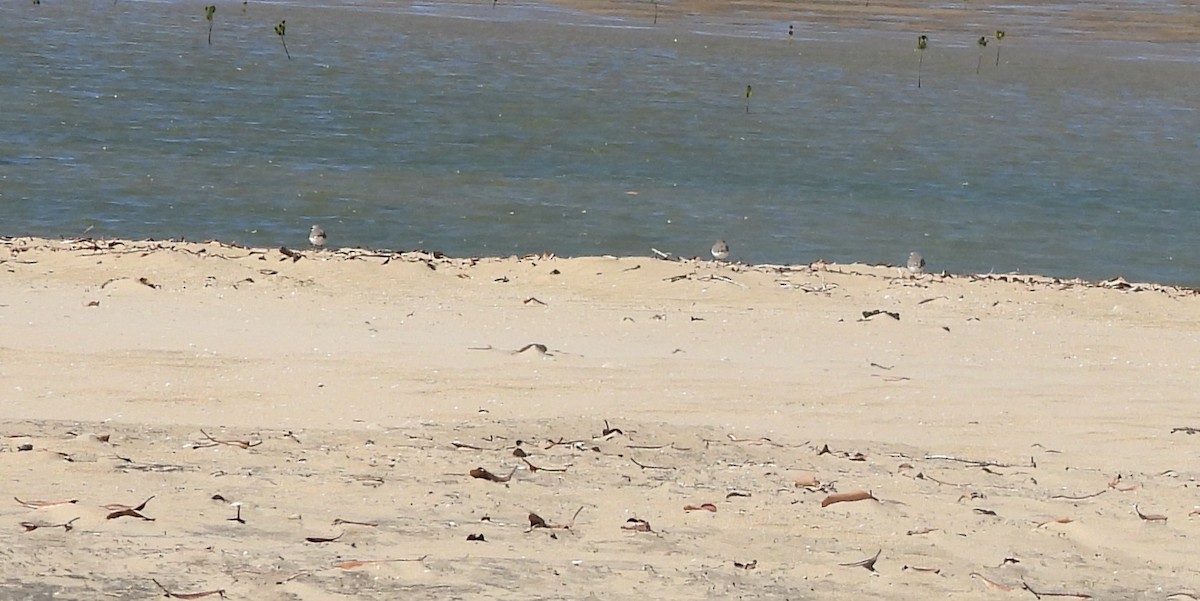 Red-capped Plover - ML641956256