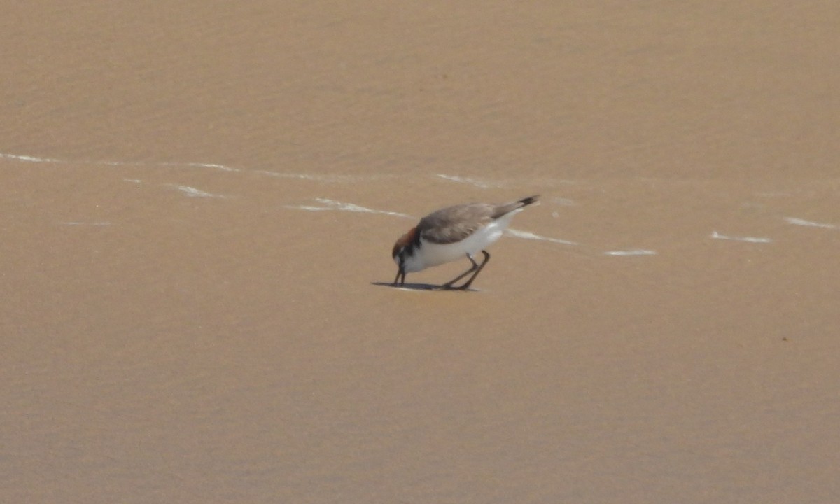 Red-capped Plover - ML641956257