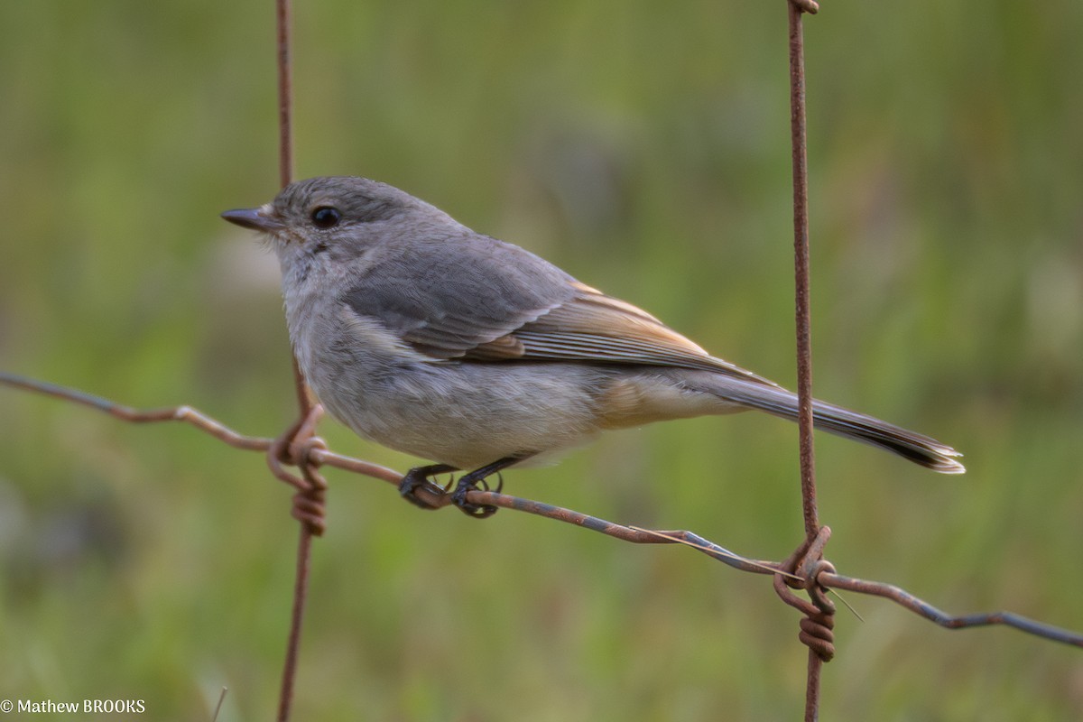 Golden Whistler - ML641956258