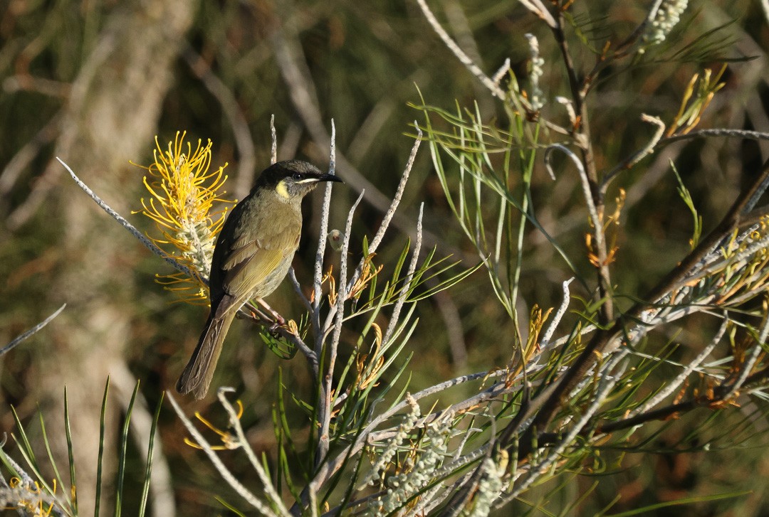 Lewin's Honeyeater - ML641956261