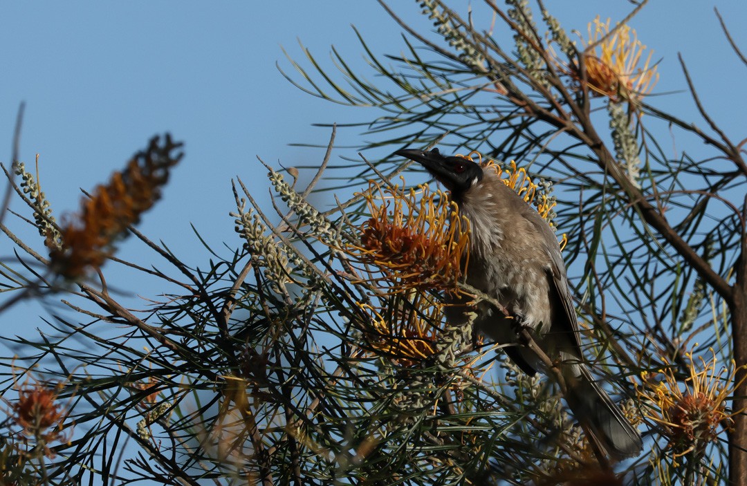Noisy Friarbird - ML641956262