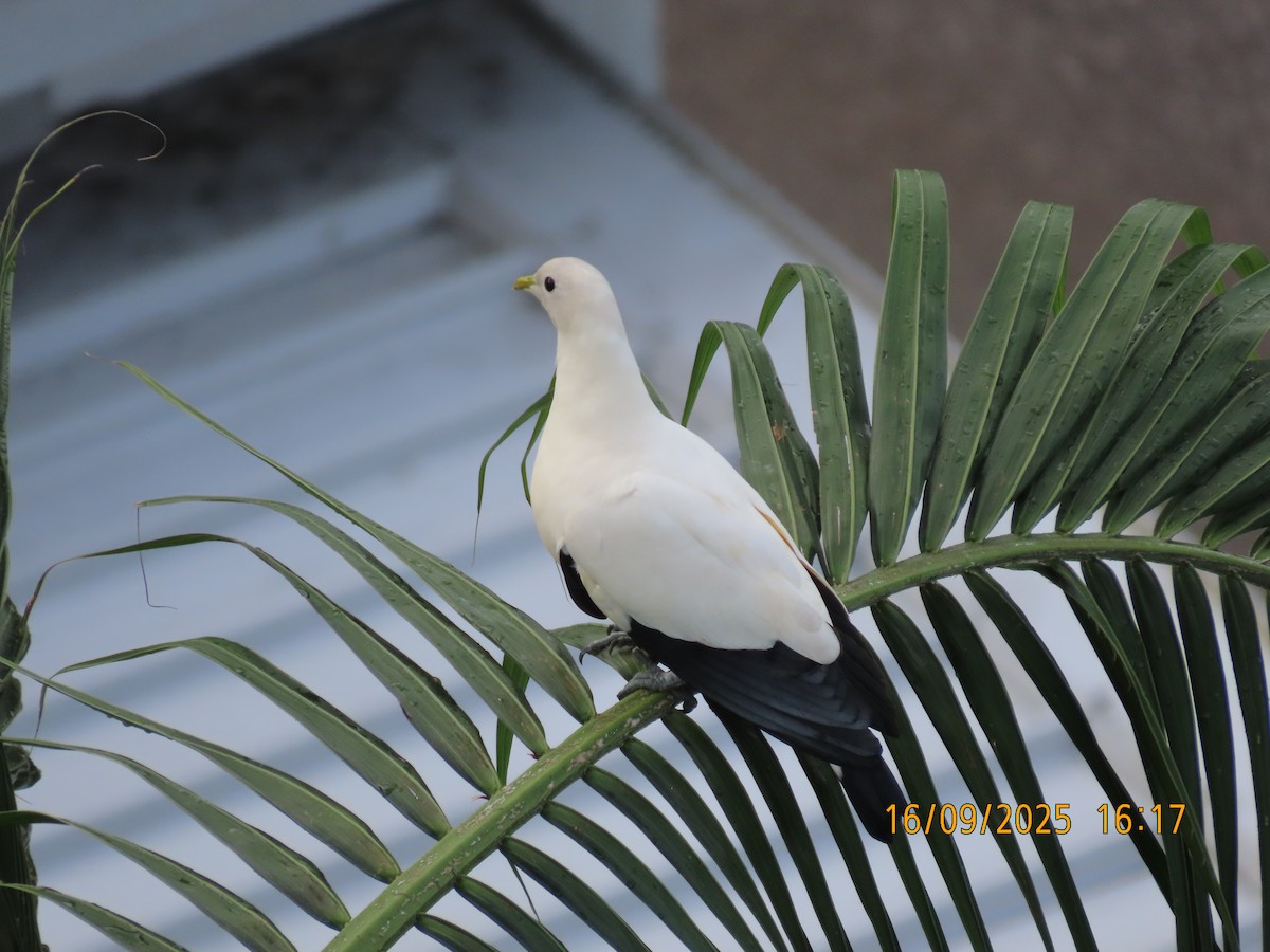 Torresian Imperial-Pigeon - ML641956266