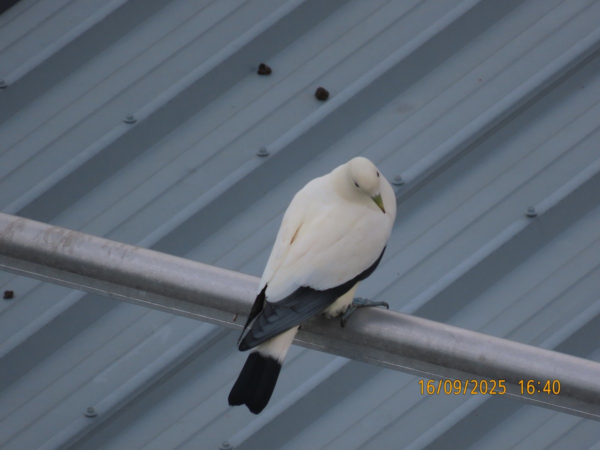 Torresian Imperial-Pigeon - ML641956271