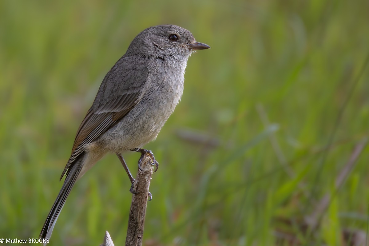 Golden Whistler - ML641956273