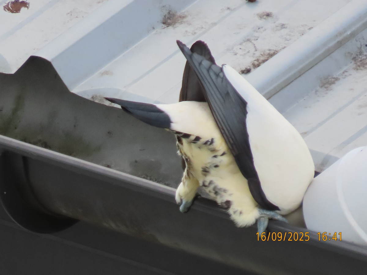 Torresian Imperial-Pigeon - ML641956274