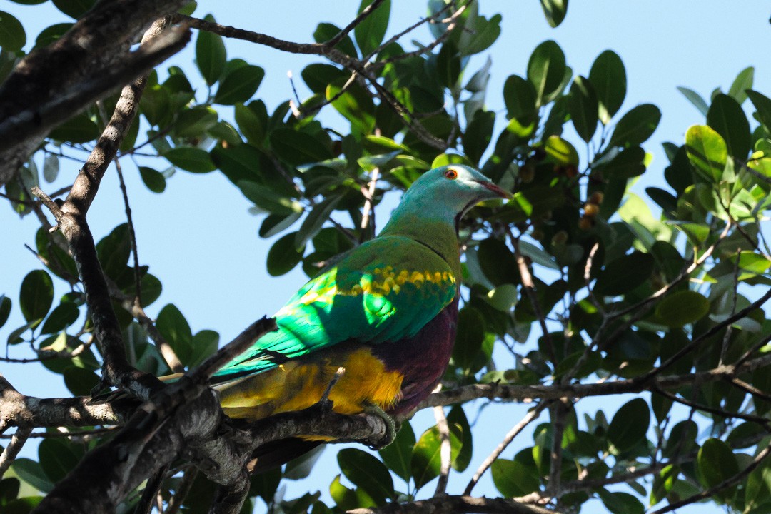 Wompoo Fruit-Dove - ML641956275