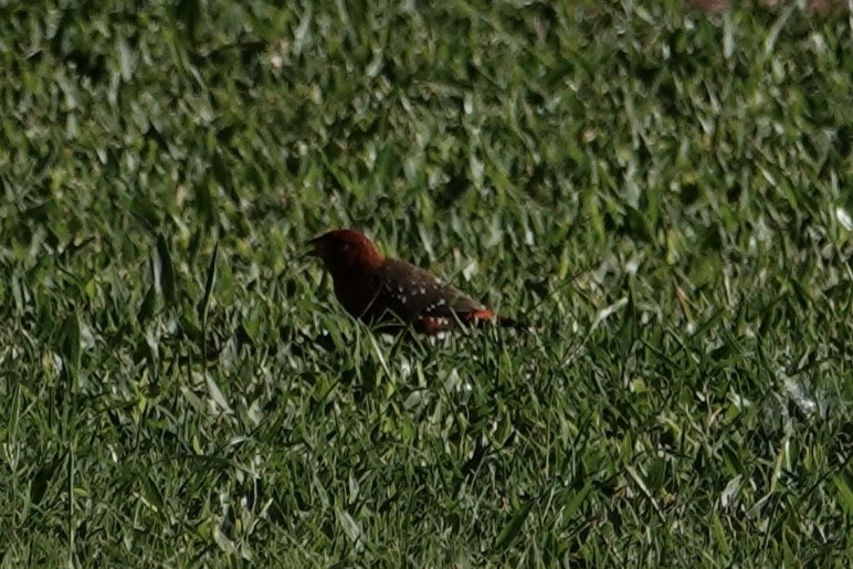 Red Avadavat - ML641956276