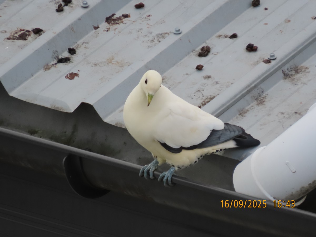 Torresian Imperial-Pigeon - ML641956277