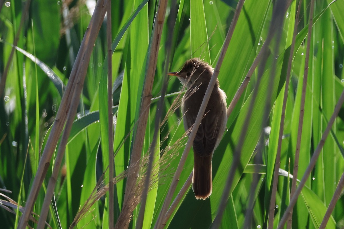 Common Reed Warbler (Common) - ML641956278