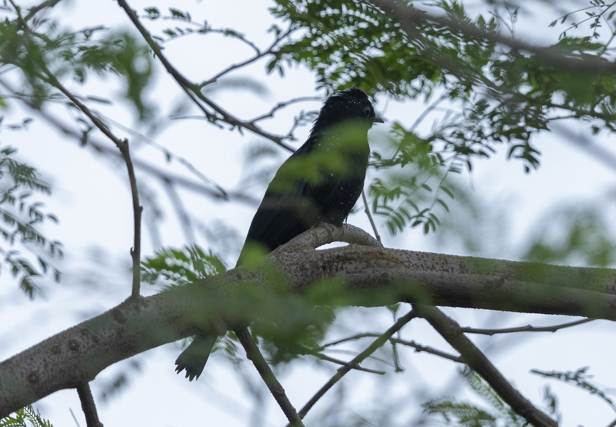 Fork-tailed Drongo-Cuckoo - ML641956279