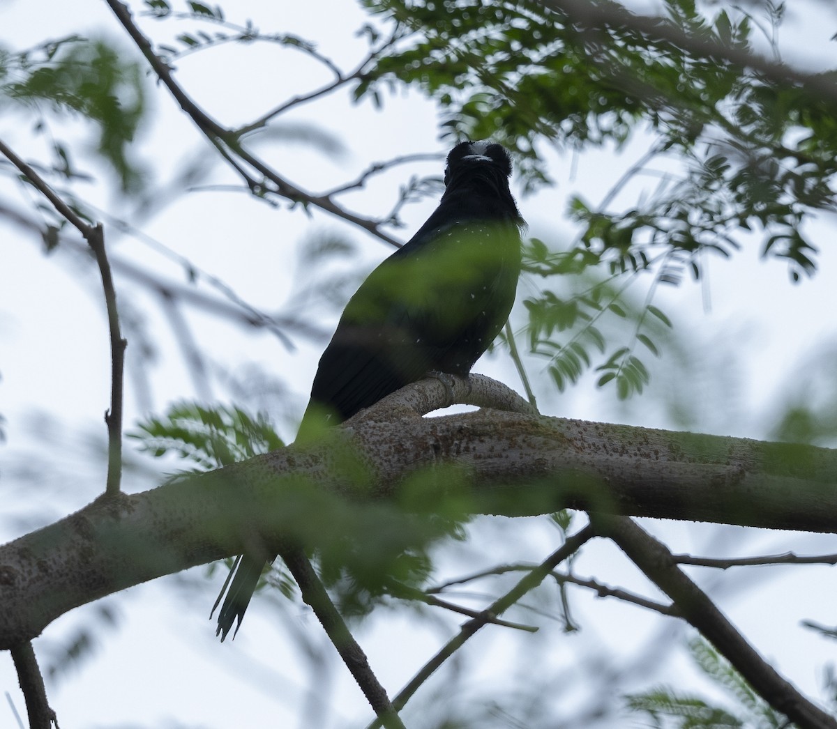 Fork-tailed Drongo-Cuckoo - ML641956280