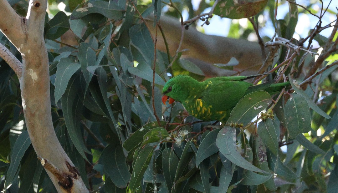 Scaly-breasted Lorikeet - ML641956281
