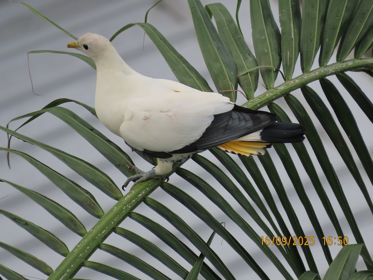 Torresian Imperial-Pigeon - ML641956282