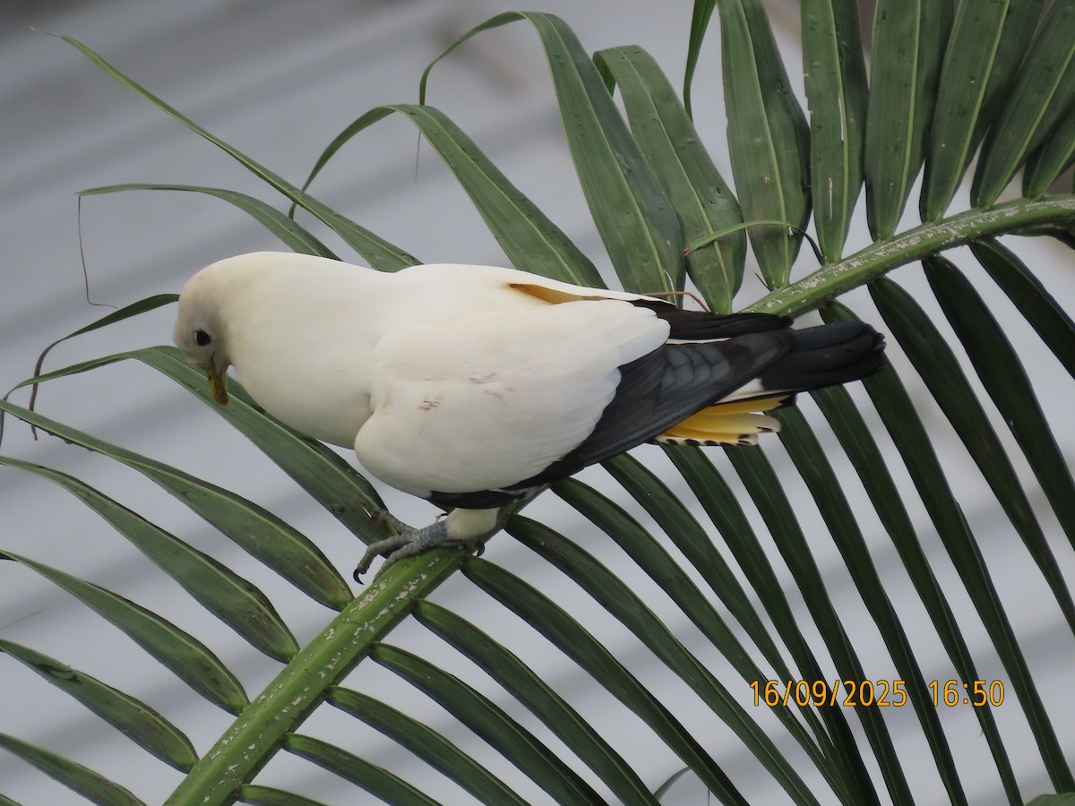 Torresian Imperial-Pigeon - ML641956283