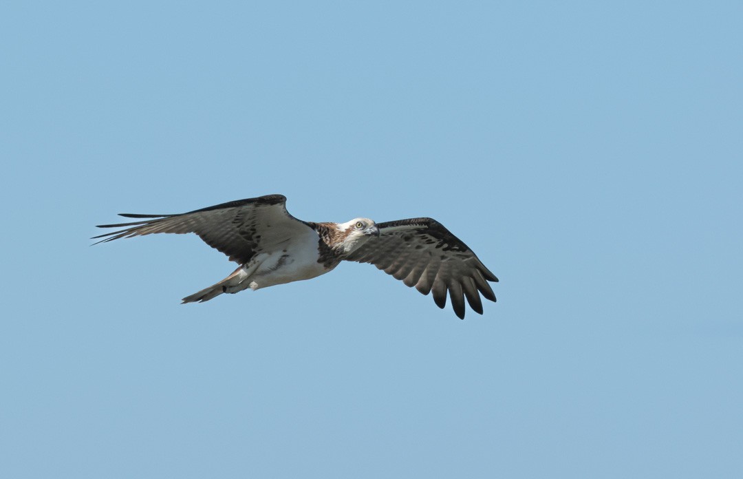 Balbuzard pêcheur (cristatus) - ML641956287
